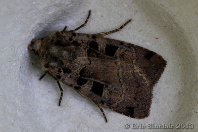 Double Square-spot.